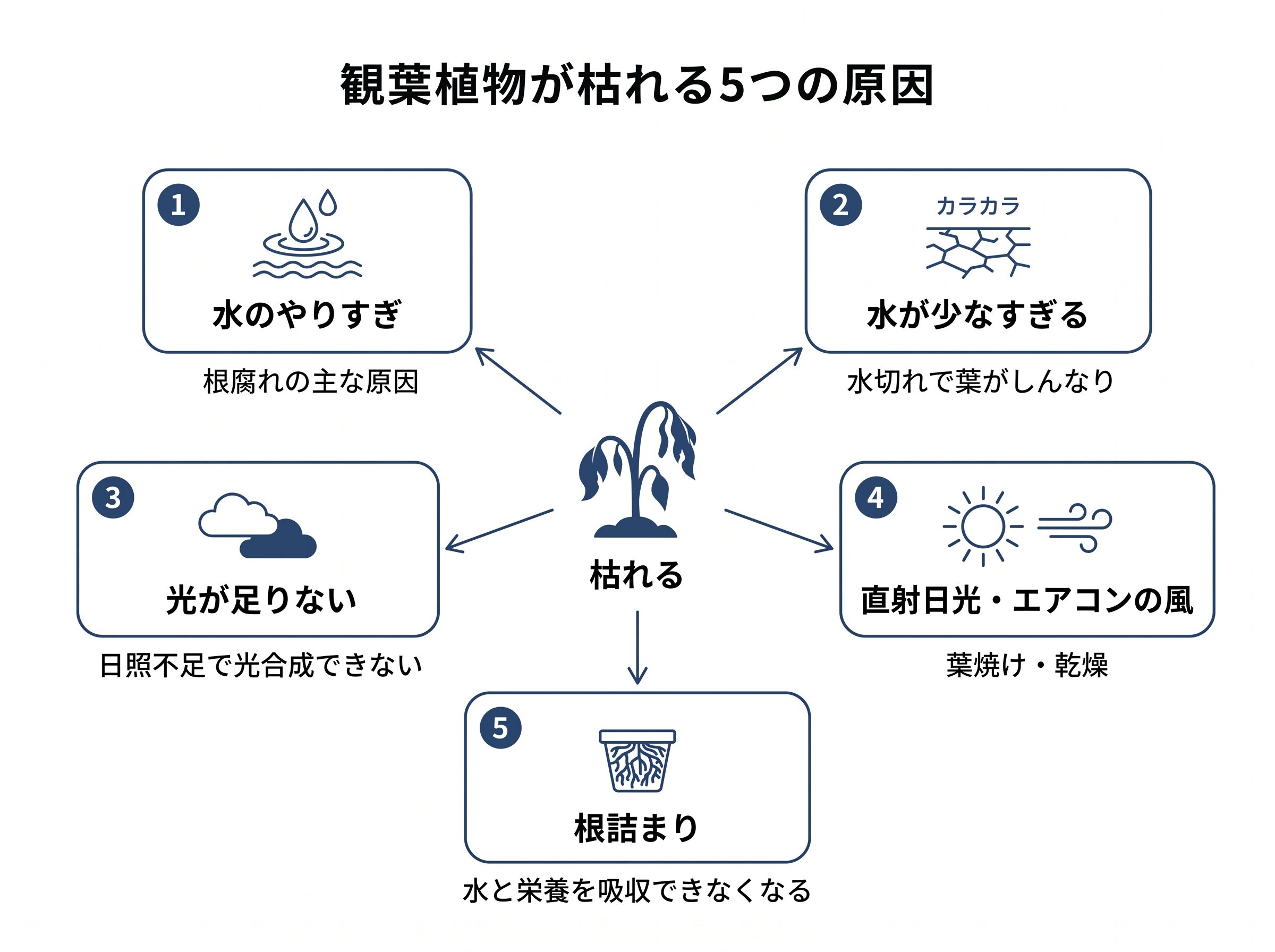 観葉植物が枯れる5つの原因を示す放射状マップ図解
