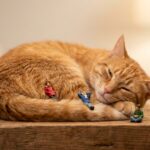 猫がゴロゴロ言う理由と意味【リラックスだけじゃない、注意が必要なサインも】