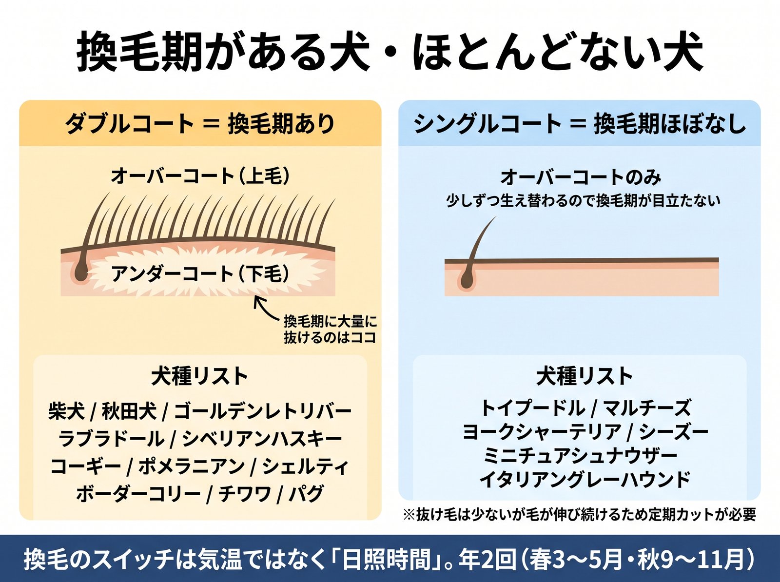 ダブルコートとシングルコートの被毛構造の違いと該当犬種を比較した図解