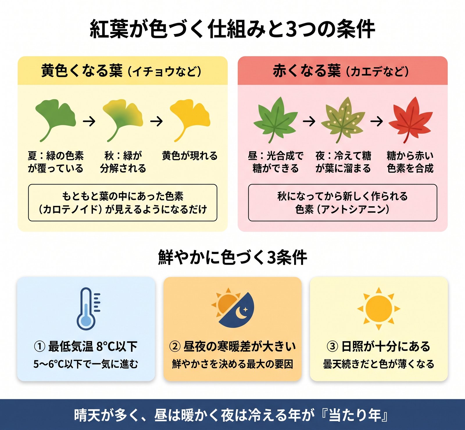 黄葉と紅葉のメカニズムの違いと、鮮やかに色づく3つの条件を示した図解