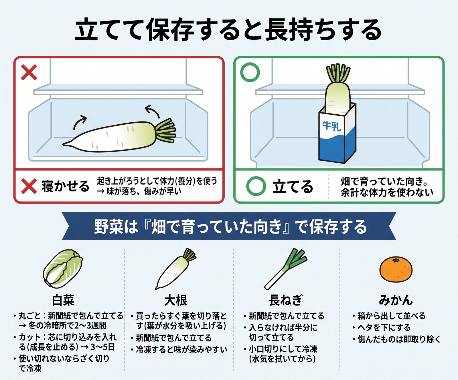 野菜を寝かせる場合と立てる場合の比較と、白菜・大根・ねぎ・みかんの保存方法をまとめた図解