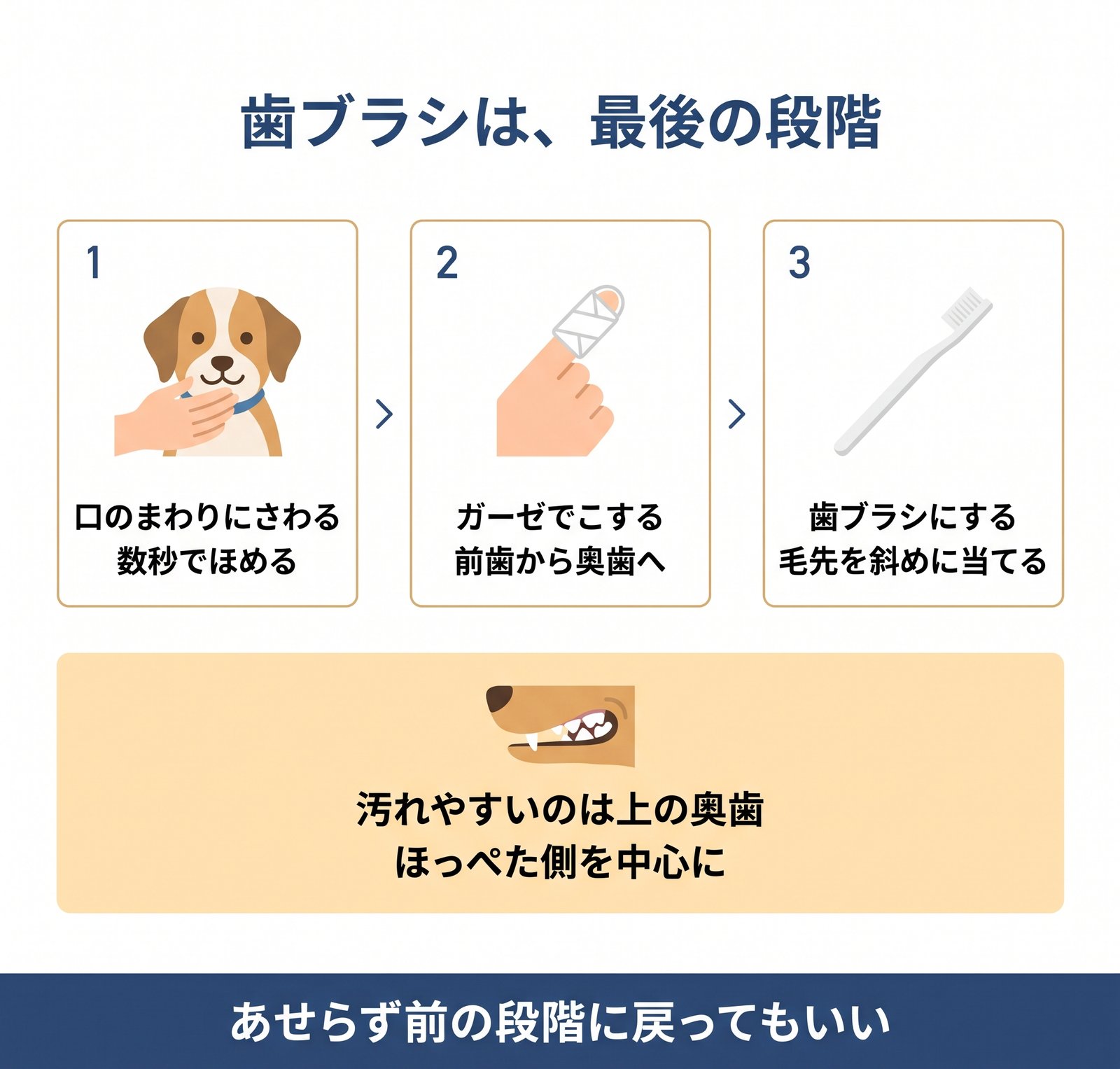 犬の歯磨きに慣らす3つの段階と、汚れやすい上の奥歯の場所をまとめた図解