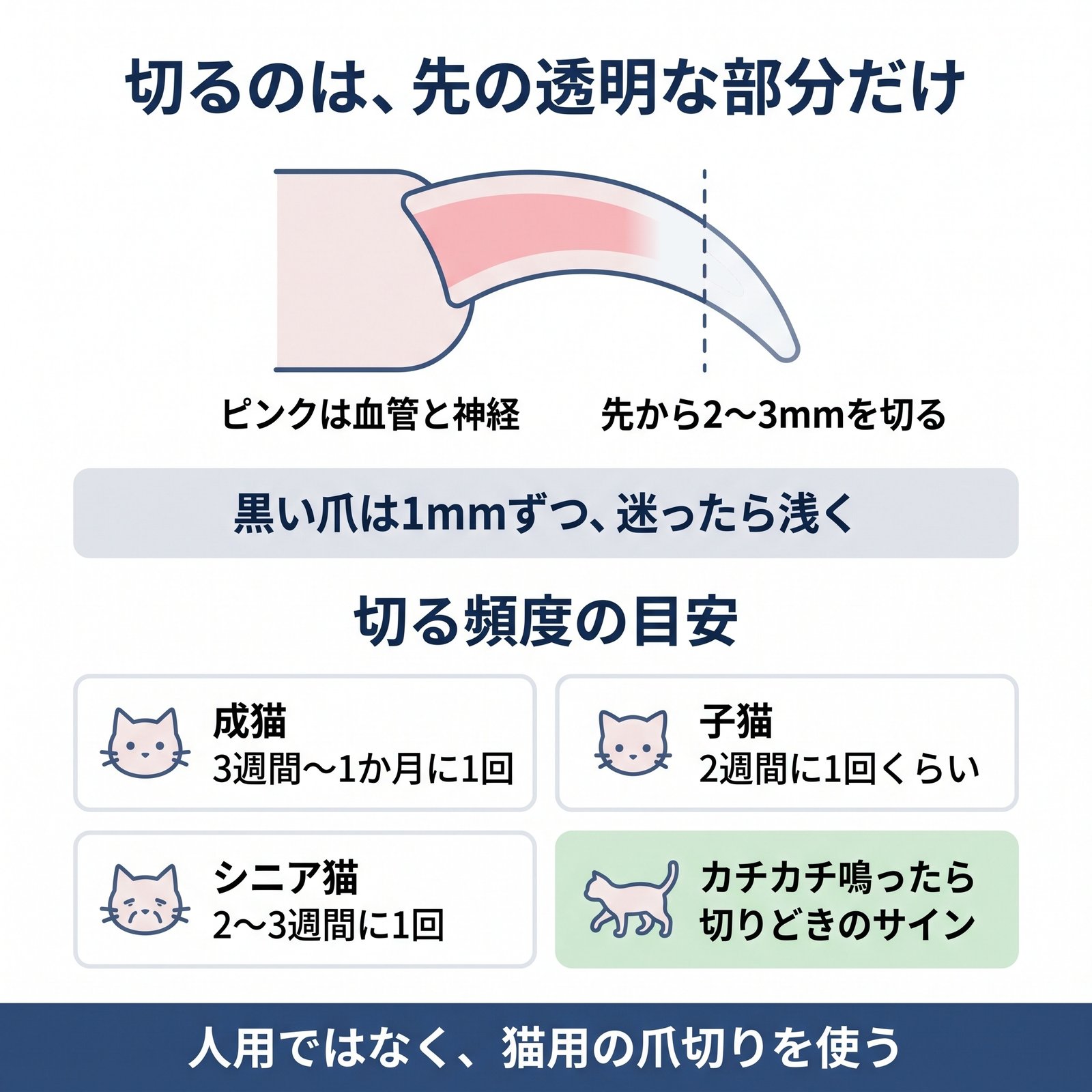 猫の爪はピンクの血管より手前の透明な先だけを切ることと、爪切りの頻度の目安をまとめた図解